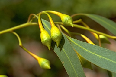 APII jpeg image of Eucalyptus leucoxylon  © contact APII