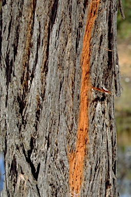 APII jpeg image of Eucalyptus macrorrhyncha  © contact APII