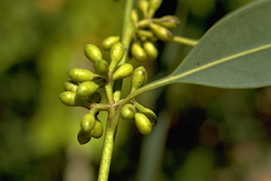 APII jpeg image of Eucalyptus michaeliana  © contact APII