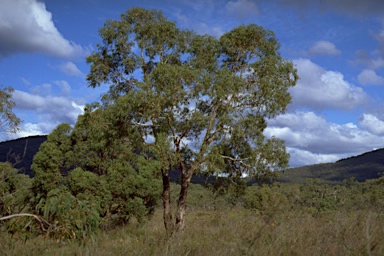 APII jpeg image of Eucalyptus aromaphloia subsp. aromaphloia  © contact APII