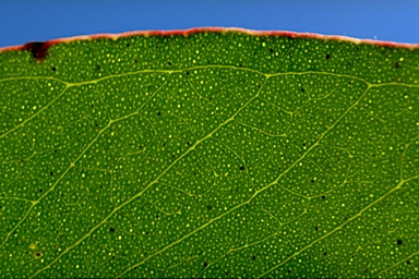 APII jpeg image of Eucalyptus caliginosa  © contact APII