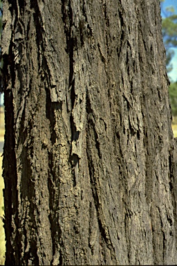 APII jpeg image of Eucalyptus crebra  © contact APII