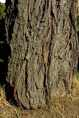 APII jpeg image of Eucalyptus nicholii  © contact APII