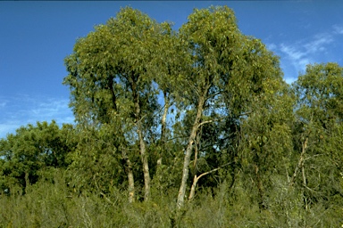 APII jpeg image of Eucalyptus falciformis  © contact APII