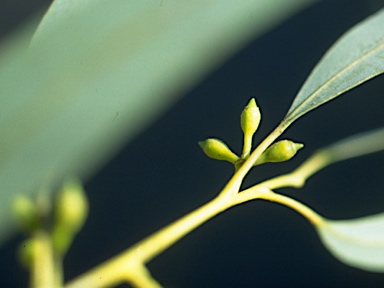 APII jpeg image of Eucalyptus wilcoxii  © contact APII