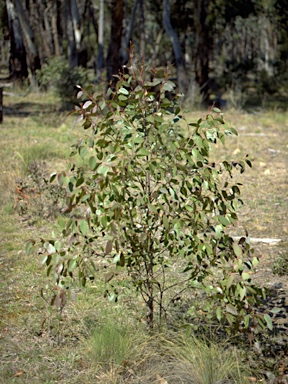 APII jpeg image of Eucalyptus caliginosa  © contact APII