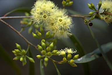 APII jpeg image of Eucalyptus viridis  © contact APII