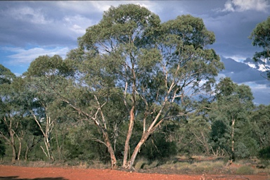 APII jpeg image of Eucalyptus socialis subsp. socialis  © contact APII