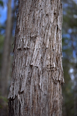 APII jpeg image of Eucalyptus acmenoides  © contact APII