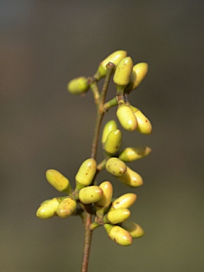 APII jpeg image of Eucalyptus tereticornis subsp. basaltica  © contact APII