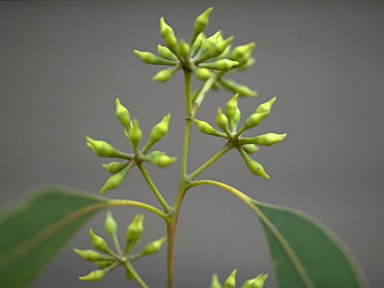 APII jpeg image of Eucalyptus acmenoides  © contact APII