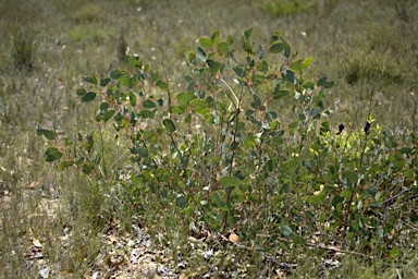 APII jpeg image of Eucalyptus pachycalyx subsp. waajensis  © contact APII