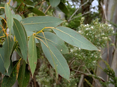 APII jpeg image of Eucalyptus kitsoniana  © contact APII