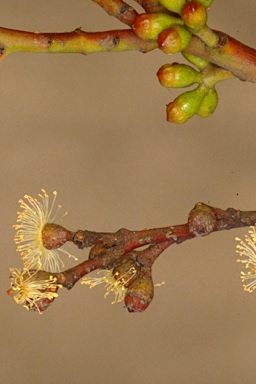 APII jpeg image of Eucalyptus cyanophylla  © contact APII