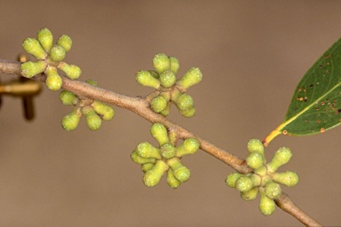 APII jpeg image of Eucalyptus baxteri  © contact APII