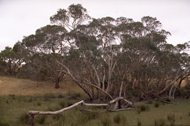 APII jpeg image of Eucalyptus paludicola  © contact APII