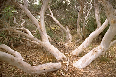 APII jpeg image of Eucalyptus cosmophylla  © contact APII