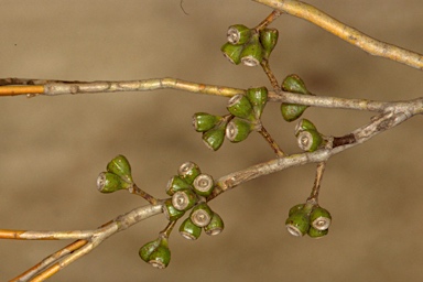 APII jpeg image of Eucalyptus brachycalyx  © contact APII