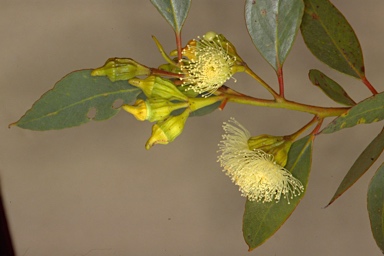 APII jpeg image of Eucalyptus angulosa  © contact APII