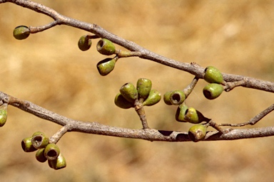 APII jpeg image of Eucalyptus odorata  © contact APII