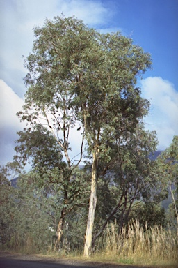 APII jpeg image of Eucalyptus tenuiramis  © contact APII