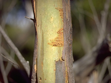 APII jpeg image of Eucalyptus nitida  © contact APII