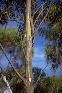 APII jpeg image of Eucalyptus nitida  © contact APII