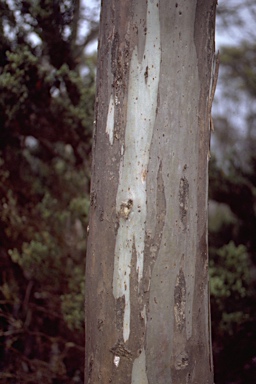 APII jpeg image of Eucalyptus urnigera  © contact APII