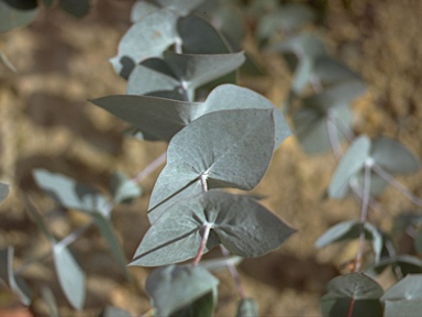 APII jpeg image of Eucalyptus risdonii  © contact APII