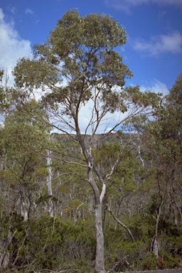 APII jpeg image of Eucalyptus coccifera  © contact APII