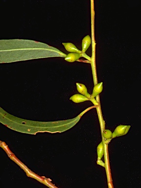 APII jpeg image of Eucalyptus dalrympleana x viminalis  © contact APII