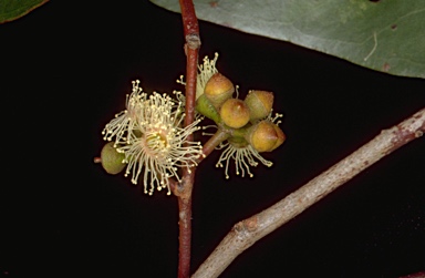 APII jpeg image of Eucalyptus brookeriana  © contact APII