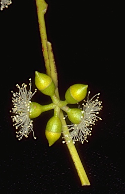 APII jpeg image of Eucalyptus bridgesiana  © contact APII