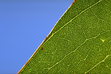 APII jpeg image of Eucalyptus baueriana  © contact APII