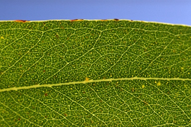 APII jpeg image of Eucalyptus viminalis subsp. viminalis  © contact APII