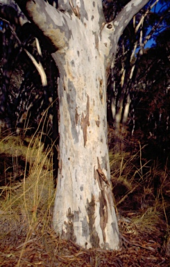 APII jpeg image of Eucalyptus mannifera subsp. mannifera  © contact APII