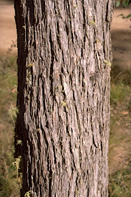 APII jpeg image of Eucalyptus acaciiformis  © contact APII