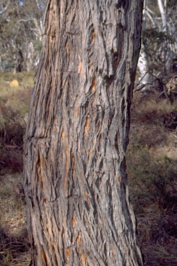 APII jpeg image of Eucalyptus cinerea subsp. triplex  © contact APII