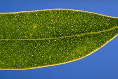 APII jpeg image of Eucalyptus phenax subsp. phenax  © contact APII