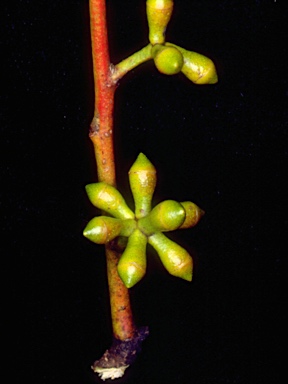 APII jpeg image of Eucalyptus mannifera subsp. gullickii  © contact APII