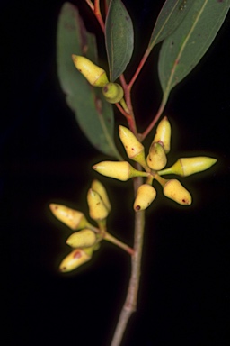 APII jpeg image of Eucalyptus tereticornis subsp. basaltica  © contact APII