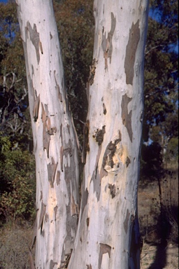 APII jpeg image of Eucalyptus elliptica  © contact APII