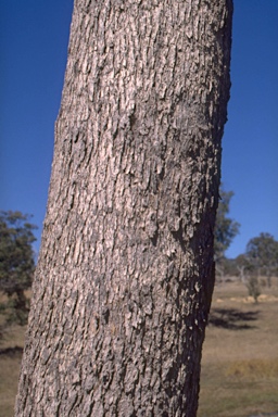 APII jpeg image of Eucalyptus malacoxylon  © contact APII