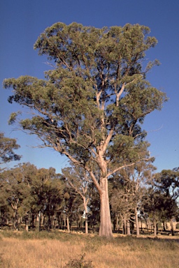 APII jpeg image of Eucalyptus caliginosa  © contact APII