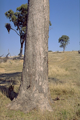 APII jpeg image of Eucalyptus conica  © contact APII