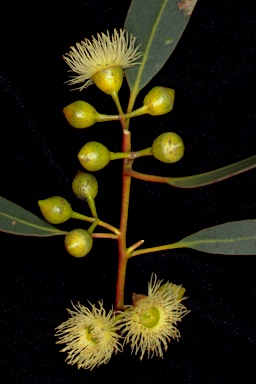 APII jpeg image of Eucalyptus leucoxylon subsp. stephaniae  © contact APII