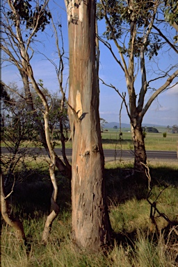 APII jpeg image of Eucalyptus ovata var. ovata  © contact APII