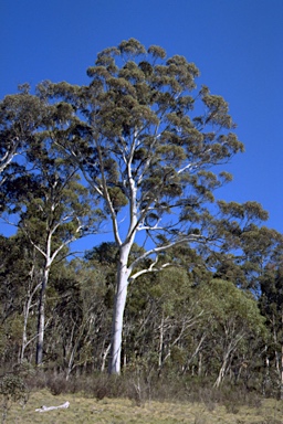 APII jpeg image of Eucalyptus dalrympleana subsp. dalrympleana  © contact APII