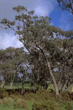 APII jpeg image of Eucalyptus yarraensis  © contact APII