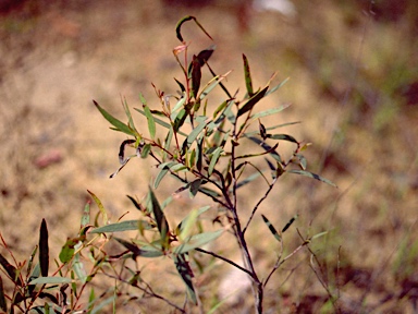 APII jpeg image of Eucalyptus mckieana  © contact APII